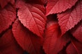 A vibrant close up red autumn leaf, evoking northwest school colors