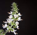 Vibrant close-up shot of a basil flower against a dark background