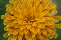 Vibrant close-up shot of a large yellow dahlia flower