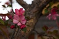 Vibrant, close-up shot of pink blossom on a slender tree branch, in full bloom