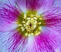 Vibrant close-up shot of a purple and white flower with a vivid center and white stigma
