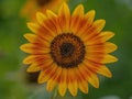 Vibrant close-up shot of a sunflower, standing out in the meadow Royalty Free Stock Photo