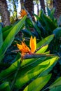 Vibrant close-up of a Strelitzia flower in the Garden "El Huerto Del Cura" located in Elche, Spain