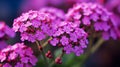 Vibrant Close-up Of Verbena: Sharp Details, Colors, Blurred Background Royalty Free Stock Photo