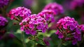 Vibrant Close-up Of Verbena In Zeiss Planar T 80mm F2.8 Style Royalty Free Stock Photo