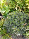 Succulent Cluster Closeup