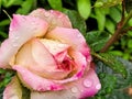 Vibrant closeup image of a single pink rose, covered in glistening water drops Royalty Free Stock Photo