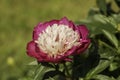 Vibrant closeup peony flower photography. Floral natural photo