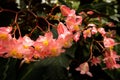 Vibrant closeup of pink hardy begonia flowers with lush green foliage in the background Royalty Free Stock Photo