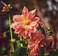 Vibrant closeup shot of dahlia pinata flowers.