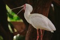 Vibrant closeup shot of a pink African spoonbill