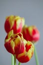 Vibrant closeup of a single bright pink Garden tulip