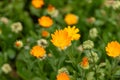 Vibrant closeup of a small cluster of yellow flowers.