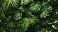 Emerald Canopy Tropical Leaf Closeup