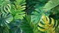 Emerald Canopy: Tropical Leaf Closeup