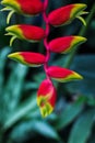 Vibrant closeup of a tropical Heliconia flower.