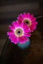 A vertical closeup shot of two pink gerbera daisies in a vase Royalty Free Stock Photo