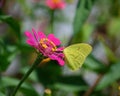 Vibrant Cloudless Sulphur (Phoebis sennae)
butterfly perched on a stunning pink flower Royalty Free Stock Photo