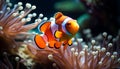 Vibrant clown fish swimming in colorful coral reef underwater generated by AI Royalty Free Stock Photo