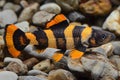 Vibrant Clown Loach Fish Swimming Over Pebbled Freshwater Aquarium Bottom