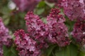 Vibrant cluster of lilac blossoms in the peak of their bloom, in an urban garden setting Royalty Free Stock Photo