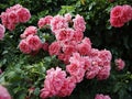 Lush Pink Roses in Full Bloom Against Green Foliage