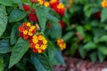 Vibrant clusters of lantana flowers - red, orange, yellow blooms - amidst lush green leaves Royalty Free Stock Photo