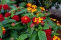 Vibrant clusters of lantana flowers - red, orange, yellow blooms - amidst lush green leaves Royalty Free Stock Photo