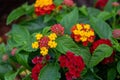Vibrant clusters of lantana flowers - red, orange, yellow blooms - amidst lush green leaves Royalty Free Stock Photo