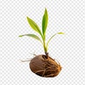 Vibrant coconut seedling symbolizing tropical growth and sustainability. Royalty Free Stock Photo