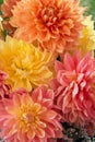 Vibrant collage of colored dahlia