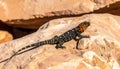 Colorful Collared Lizard Basking on a Desert Rock Royalty Free Stock Photo