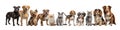 dogs and cats Royalty Free Stock Photo