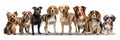 dogs breed collection Royalty Free Stock Photo