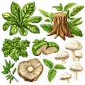 Vibrant Collection of Forest Elements Leaves Mushrooms and Tree Stump Royalty Free Stock Photo