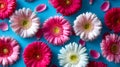 Vibrant collection of pink, white, and red gerbera daisies with petals scattered on a bright blue background Royalty Free Stock Photo
