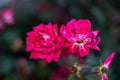 Vibrant collection of roses standing in a lush green grassy field