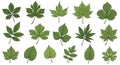 Diverse Green Leaves Vector Illustration Set Royalty Free Stock Photo