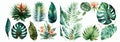 Vibrant Collection of Watercolor Tropical Leaves and Flowers, Hand-Painted Exotic Flora Elements Isolated on White