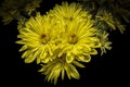 Vibrant collection of yellow chrysanthemums isolated on a black background.