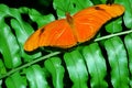 Vibrant color Julia Butterfly Royalty Free Stock Photo