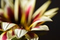 Close up macro flower photography image with bright yellow and red petals and a clear waterdrop with blur background and space Royalty Free Stock Photo