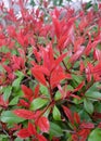 Vibrant color of photinia plant at spring