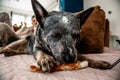 Focused Leisure: A Dog and Its Treat Royalty Free Stock Photo