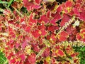 Vibrant color of Coleus Chocolate Covered Cherry