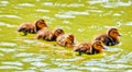 Vibrant color view of young city ducks floating in green summer