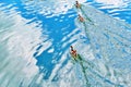 Vibrant color view of young city ducks floating in green summer