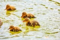 Vibrant color view of young city ducks floating in green summer