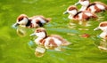 Vibrant color view of young city ducks floating in green summer