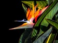 Bird of paradise flower and leaves closeup  black background Royalty Free Stock Photo